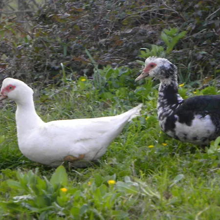 Appartement Agriristoro Podere S. Andrea *