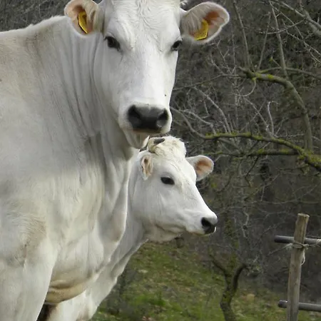 Apartamento Agriristoro Podere S. Andrea